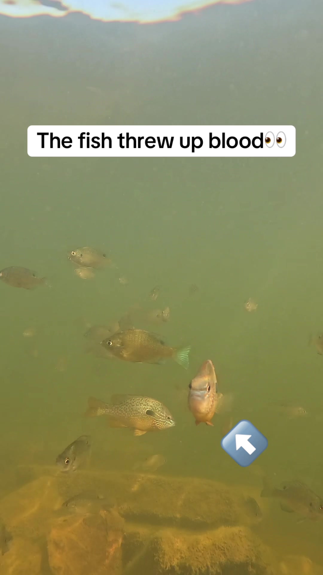 Somebody save it 👀 #fishing #funny #hilarious #relatable 