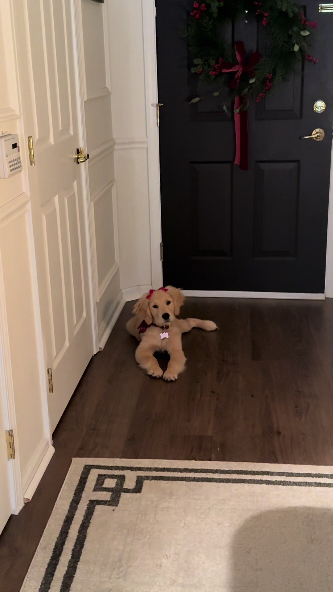 Christmas bows are officially in ✨ #christmaspuppy #puppytiktok #goldenretrieverlife #goldenretrieverlife 