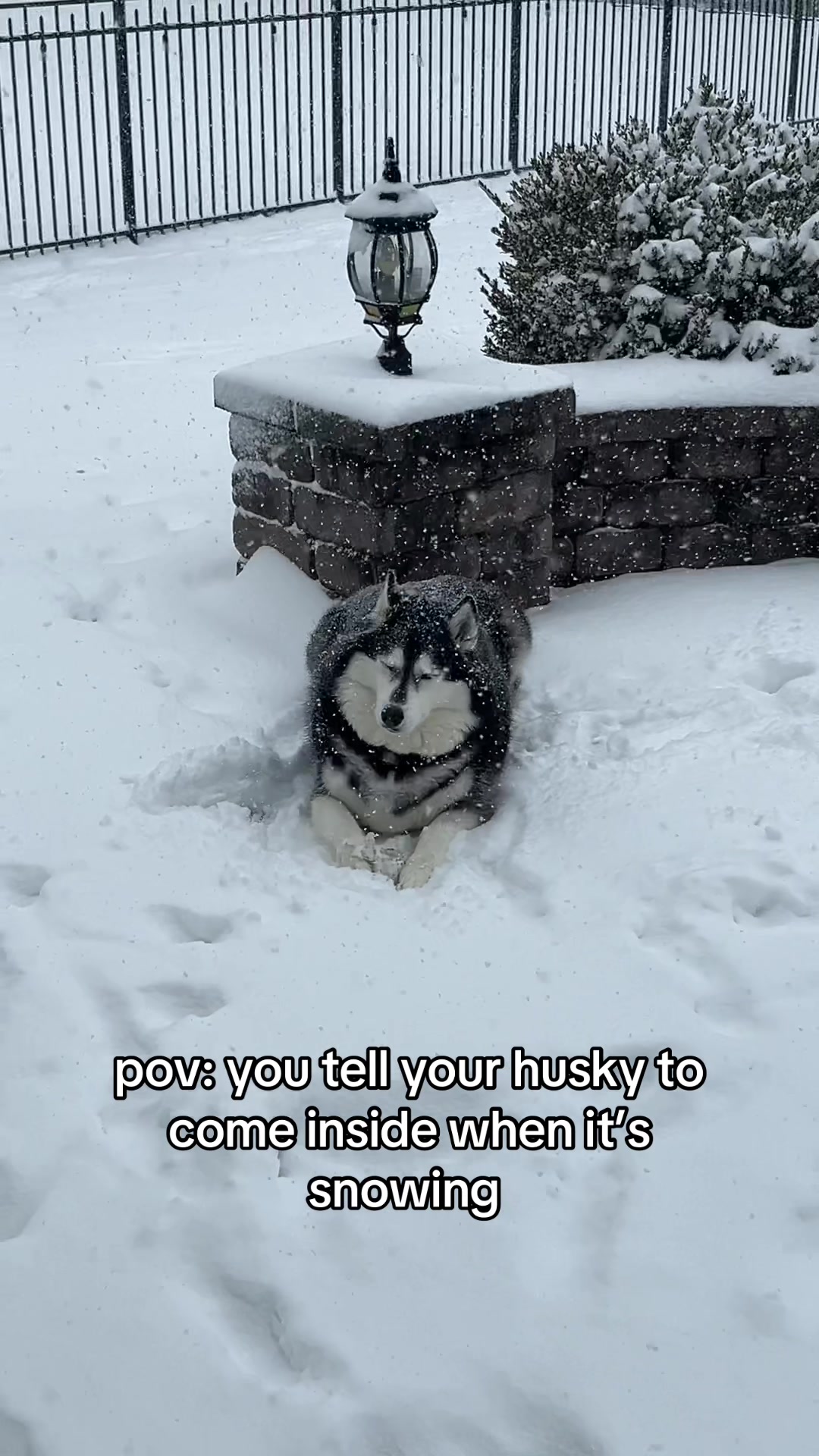 She fully just ignores what I say when it comes to snow 😂 #dog #husky #snow #huskysoftiktok #fyp 