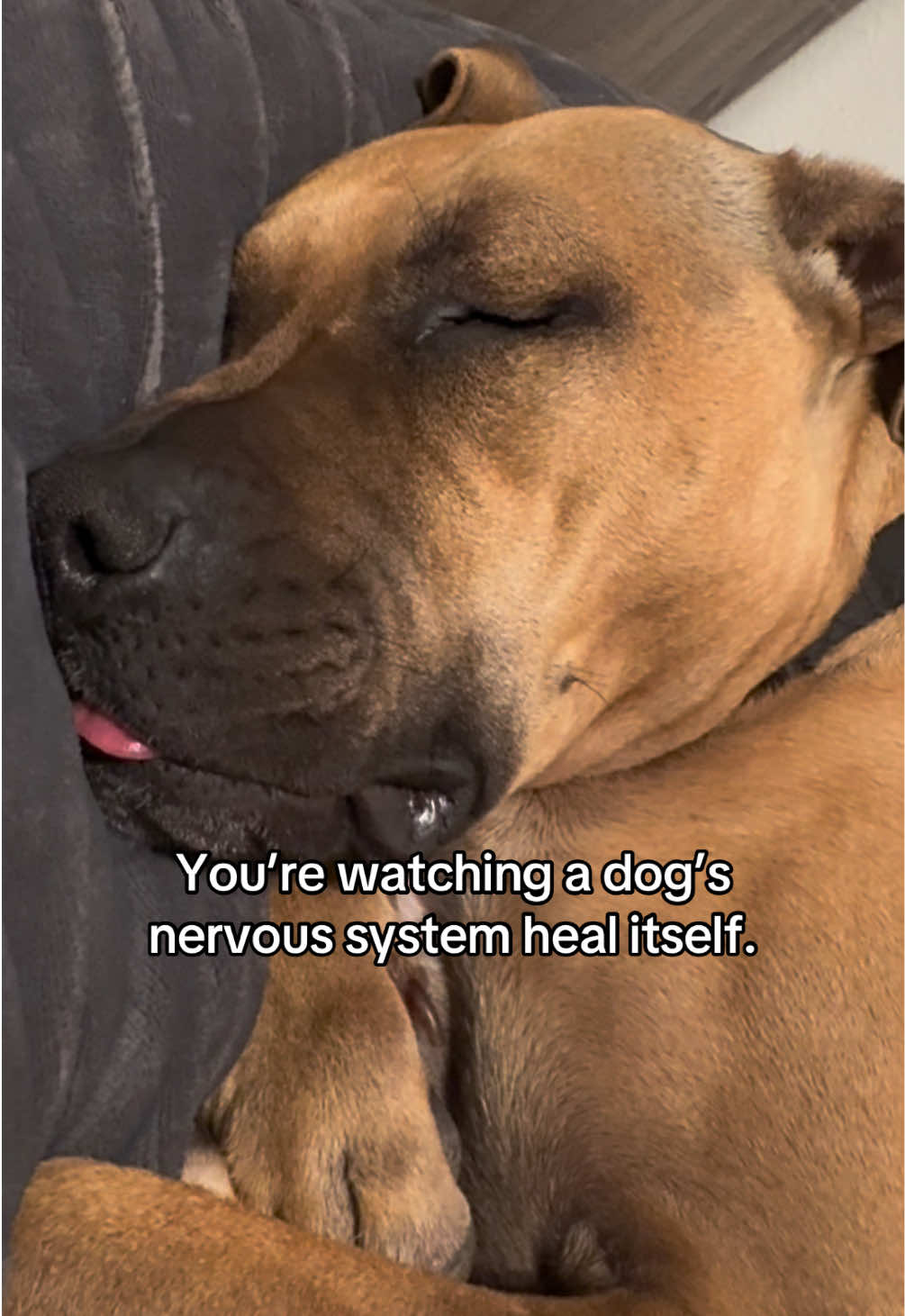 Most people think this is “dreaming,” but it’s actually one of the most important healing stages in a dog’s body. Dogs enter a REM state where the brain runs a full nervous system reset. The facial twitching you’re seeing is cranial nerve firing and fascial micro-release—the body discharging tiny stress patterns it held during the day. The grunts? 🐾 A vagal shift as the parasympathetic system takes over. Their heart rate drops, breathing changes, and the body finally feels safe enough to let go. The loose jaw + tongue out? 🐾 Muscle atonia. During REM, the brain turns off most muscle tone so the body can repair itself. This is where: • emotional processing happens • stress reorganizes • safety gets restored • memory consolidates • the whole system settles You’re not just watching a dream. You’re watching the nervous system heal itself in real time. #dog #LearnOnTikTok #fyp #dogtok #dogsoftiktok 