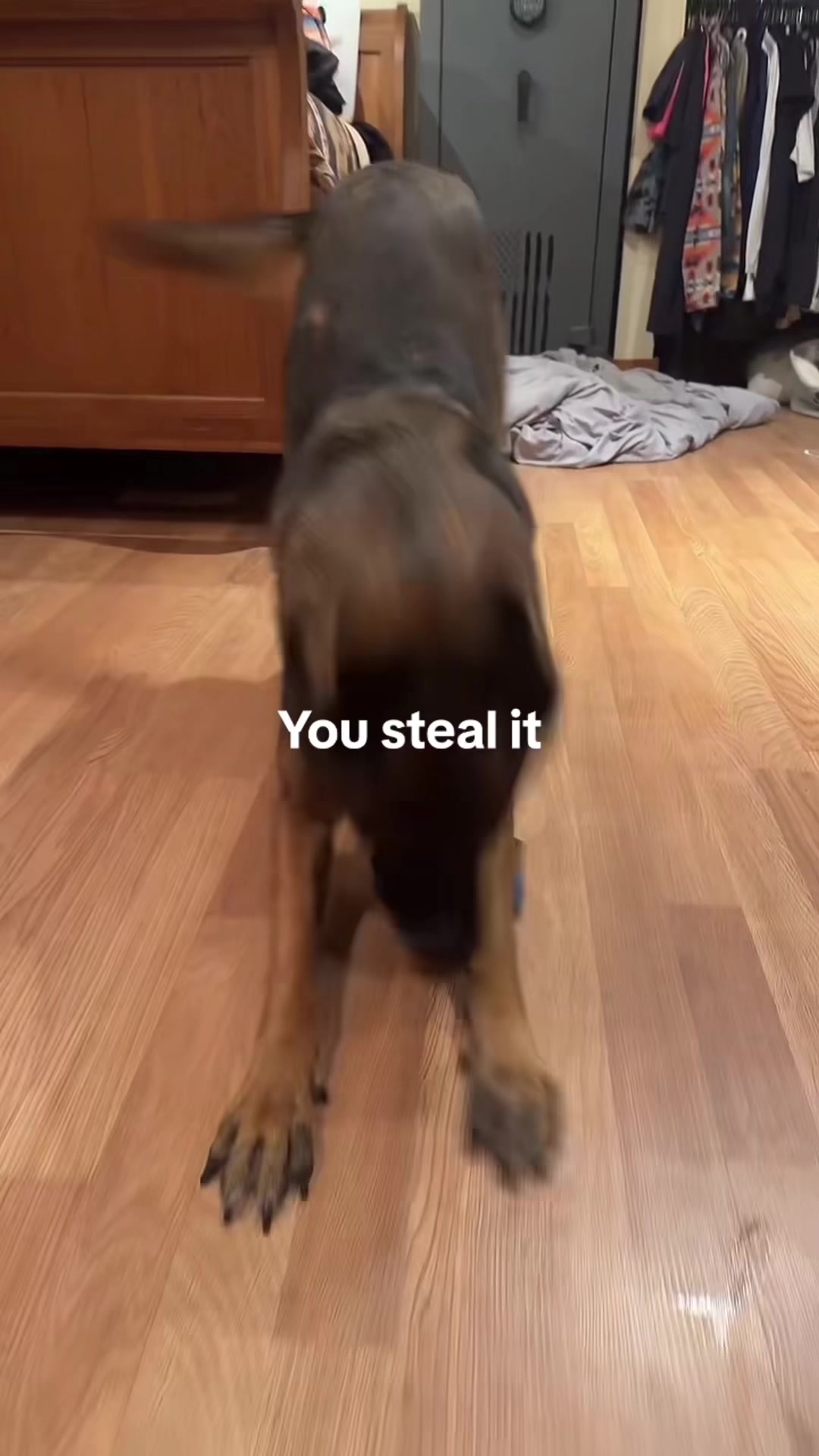 You steal it,you wear it.🐶 #dog #fyp #funny #funnyvideos #funnyanimals 