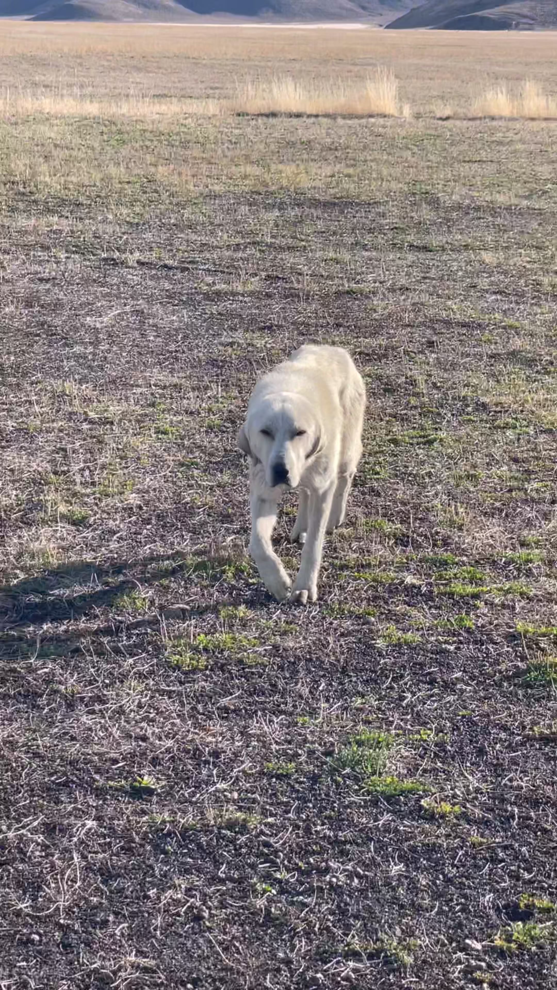 I think I may have just saved this dog’s life. Every year tens of thousands of sheep move through our Prairie, and unfortunately, these dogs are used as tools at least 4 to 5 that I hear of every year get left behind. It’s heartbreaking.