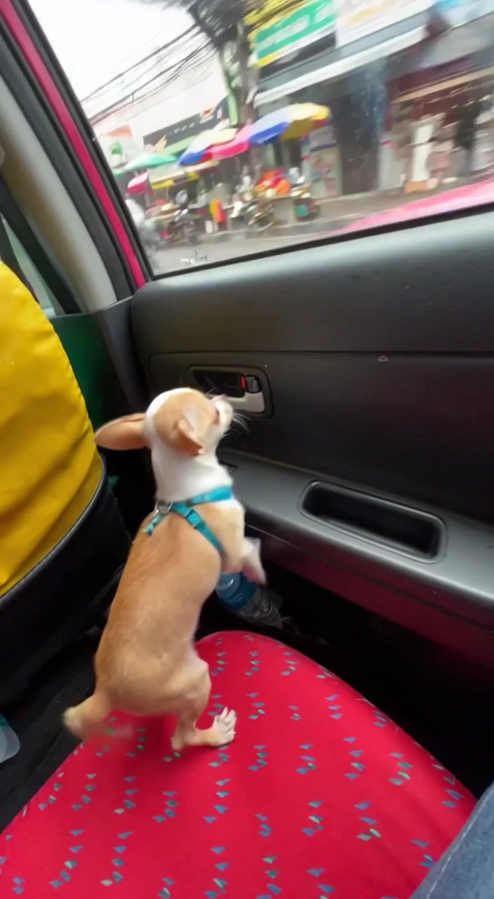 ชิวาวาทดสอบกำลังขา🫠 #ชิวาว่า #เดินทาง #ปลอดภัย #หมาน่ารัก 