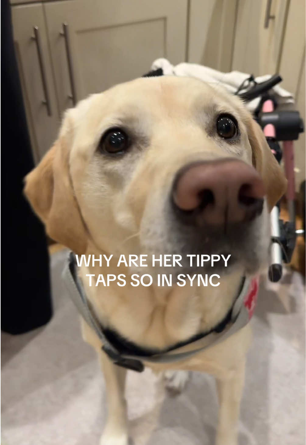 The end😭😭  #labradorretriever #paralyzeddog #dogwheelchair #gozozgo #tippytaps 