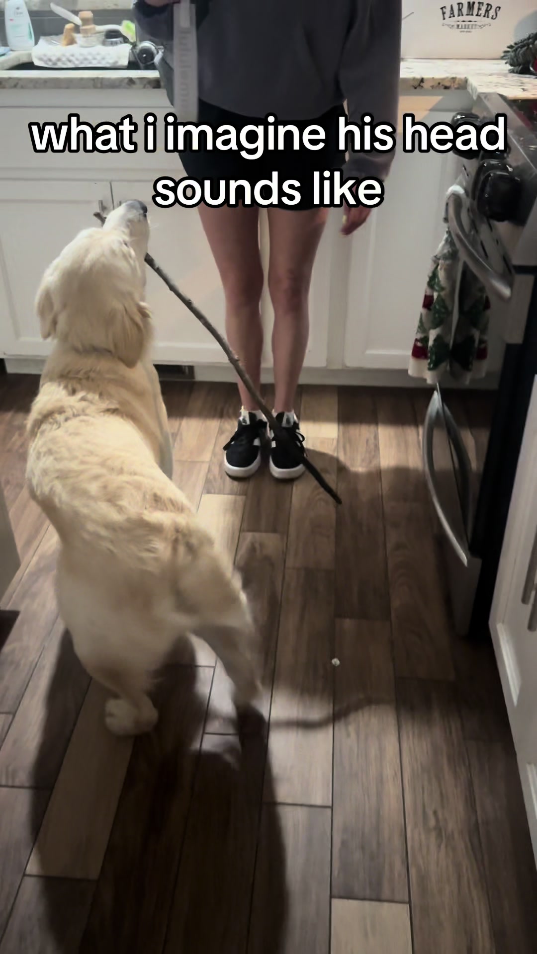 my goober #dogsoftiktok #funny #goldenretriever #fyp #trending 