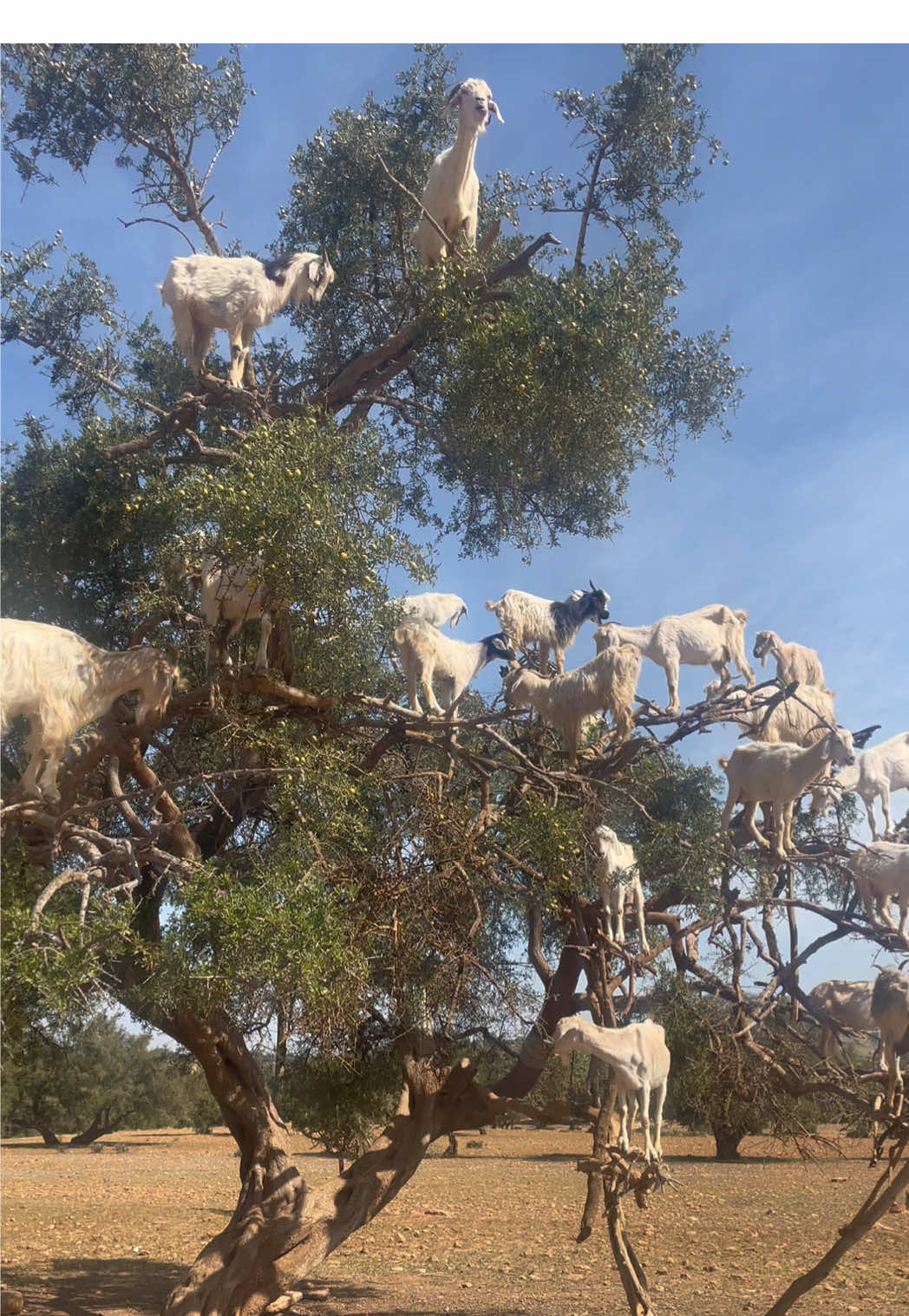 🐐 #traveltiktok #traveltok #morocco #travelbucketlist #fyp 