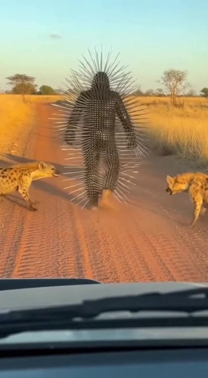 For a moment there, I thought it was all over... #Wildlife #NatureDocumentary #LawsOfTheSavanna #AnimalInstinct #WildernessSurvival