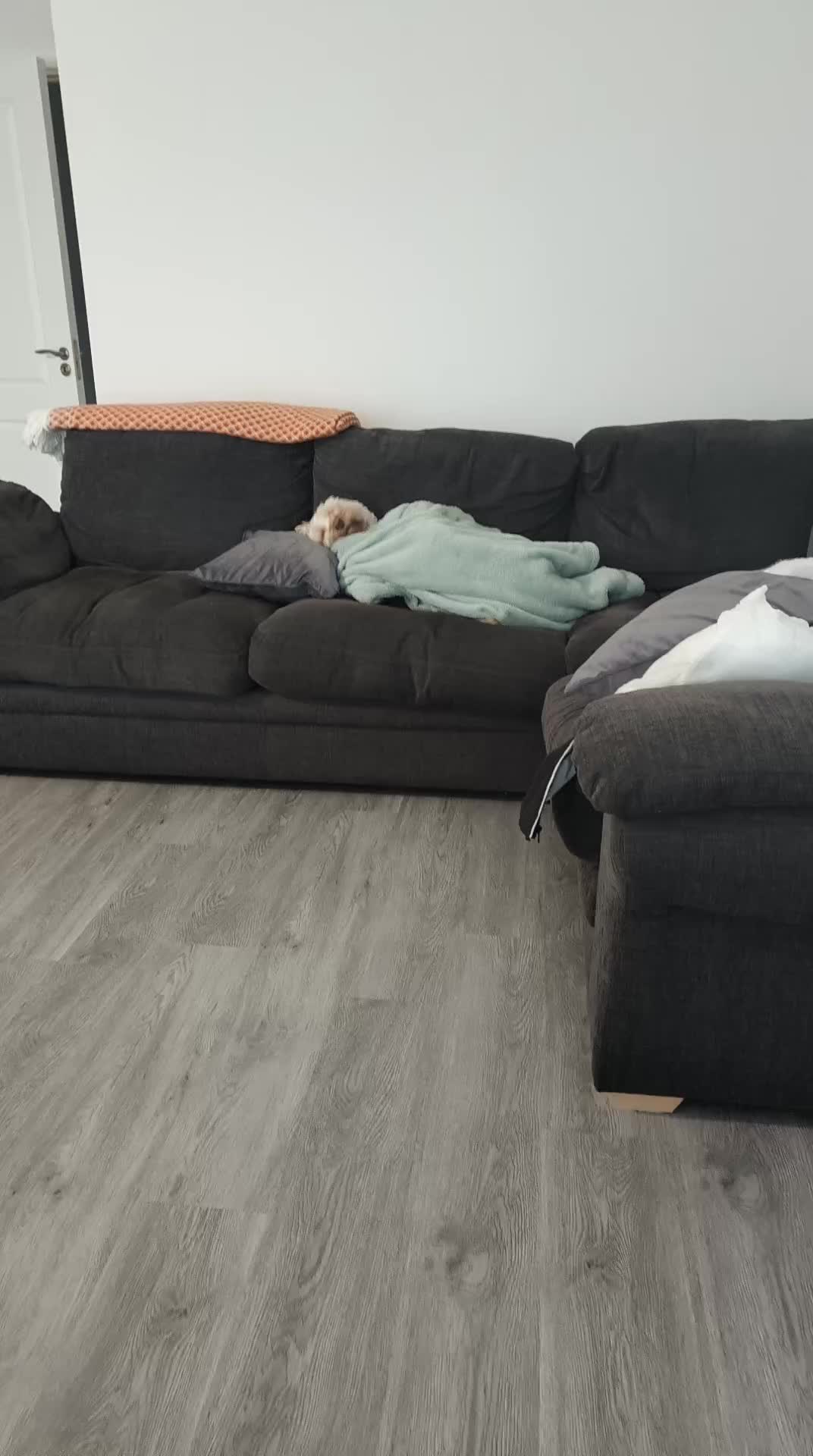 #sundayfeels  #peanut #nutty #cockapoo #cockapoosoftiktoks 