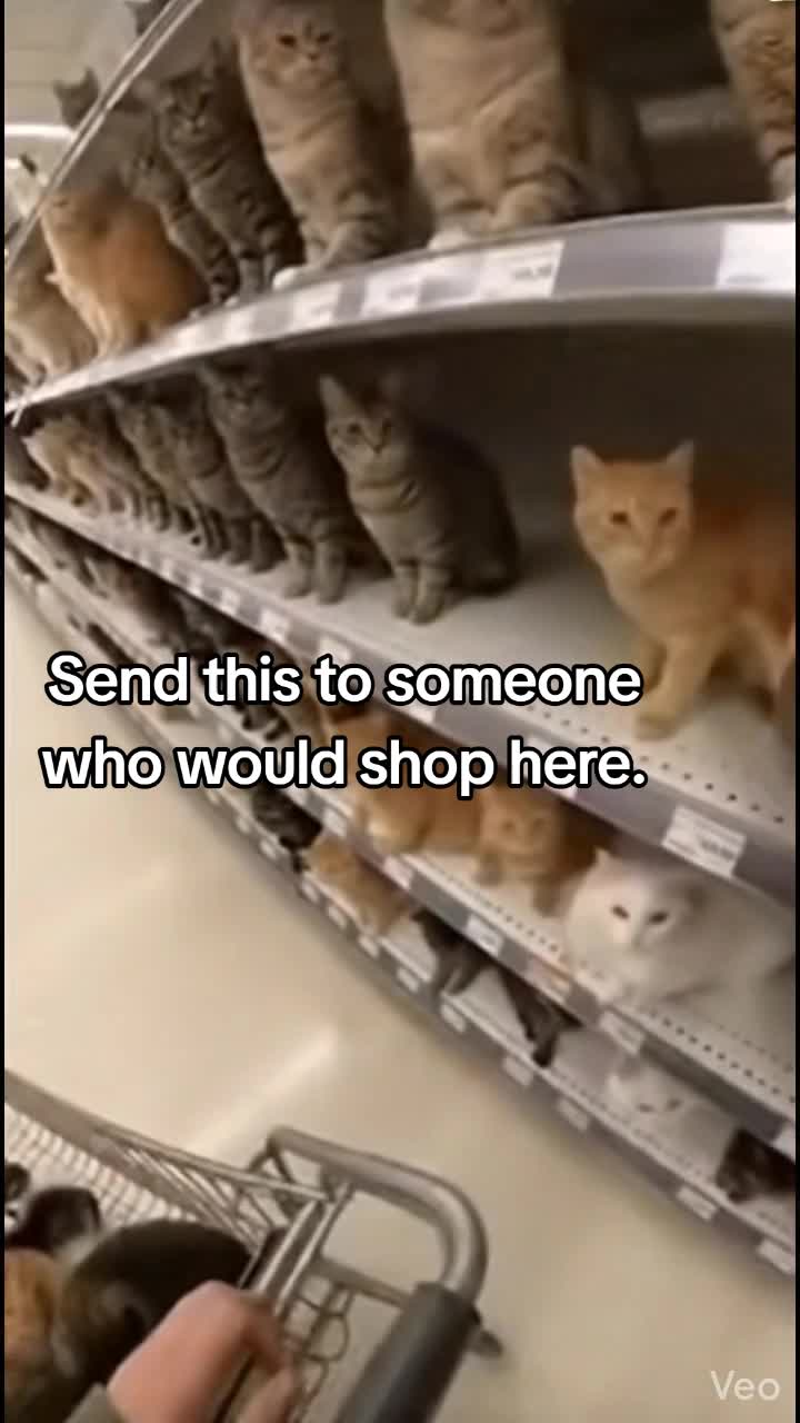 Would you shop at this store? #cats #catlover #funnycat #fyp 