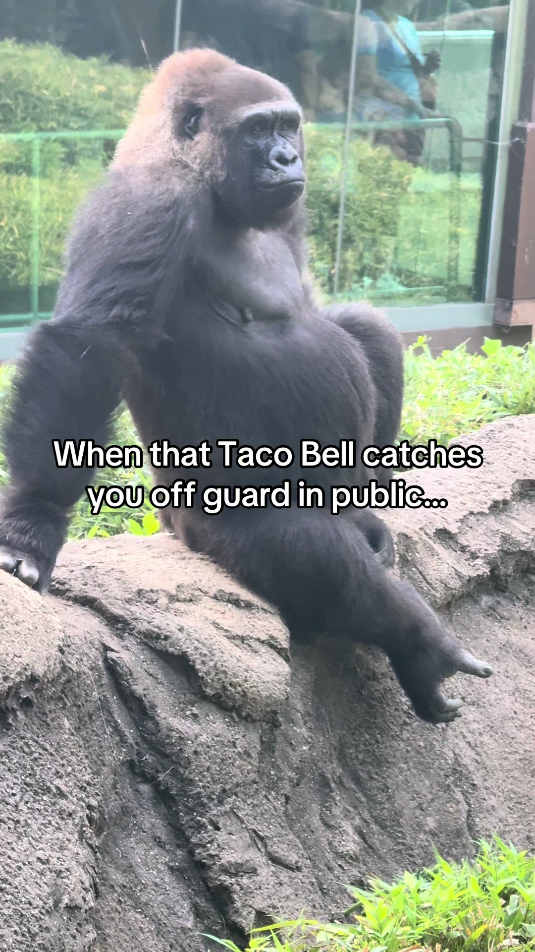 When that Taco Bell catches you off guard in public. #TikTokCreatorSearchInsightsIncentive #gorilla #funny #memes #relatablehumor 