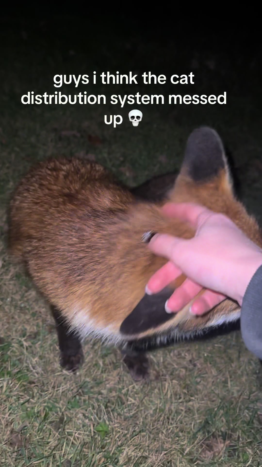 im taking it home #cat #pet #lmao #cute #fyp 