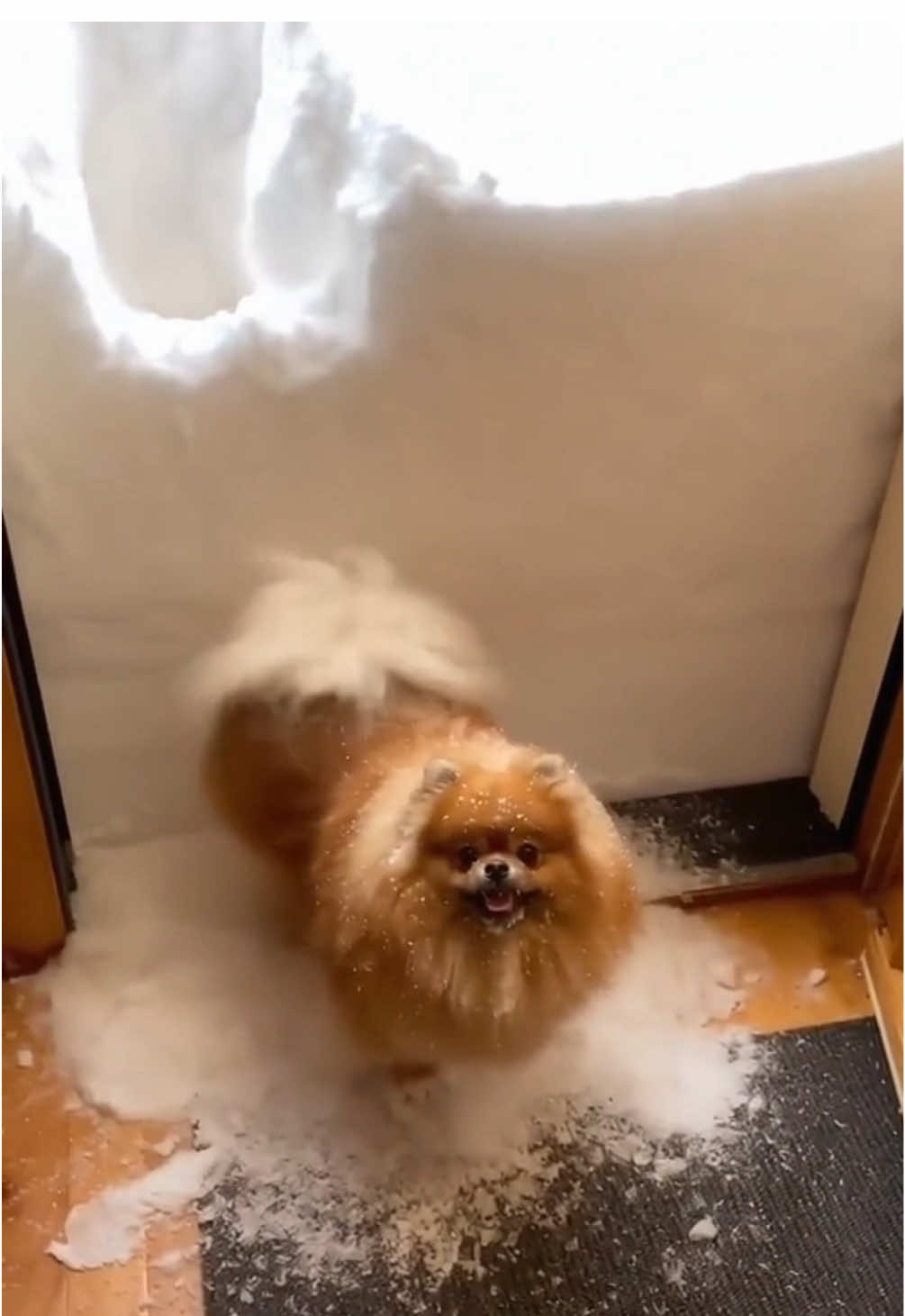 A pile of snow behind the door is not a problem.🐾❄️ #pomeranian #dog #funnyvideos #spitz 