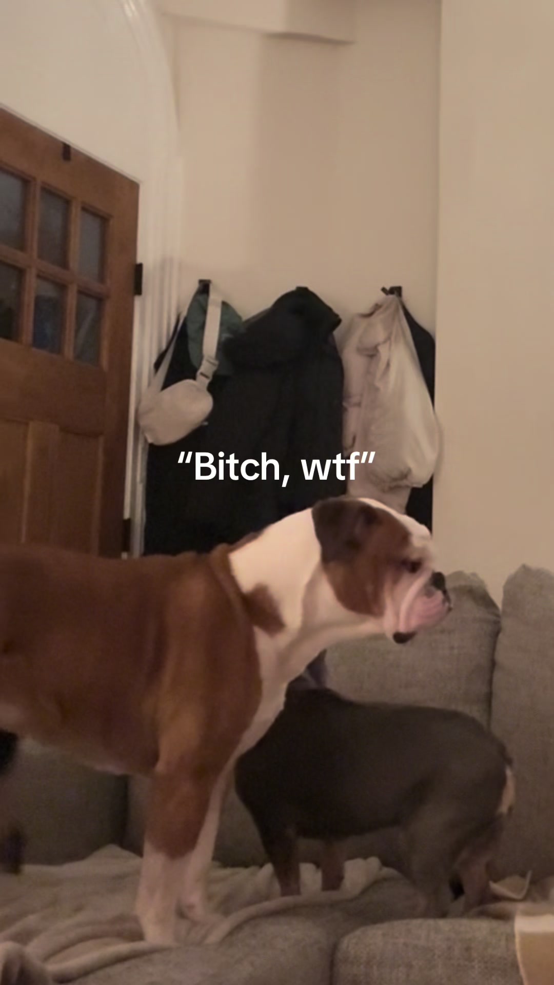 Showing my dogs how it feels when they bark at absolutely nothing 🤣🤣 #fyp #doggytricks