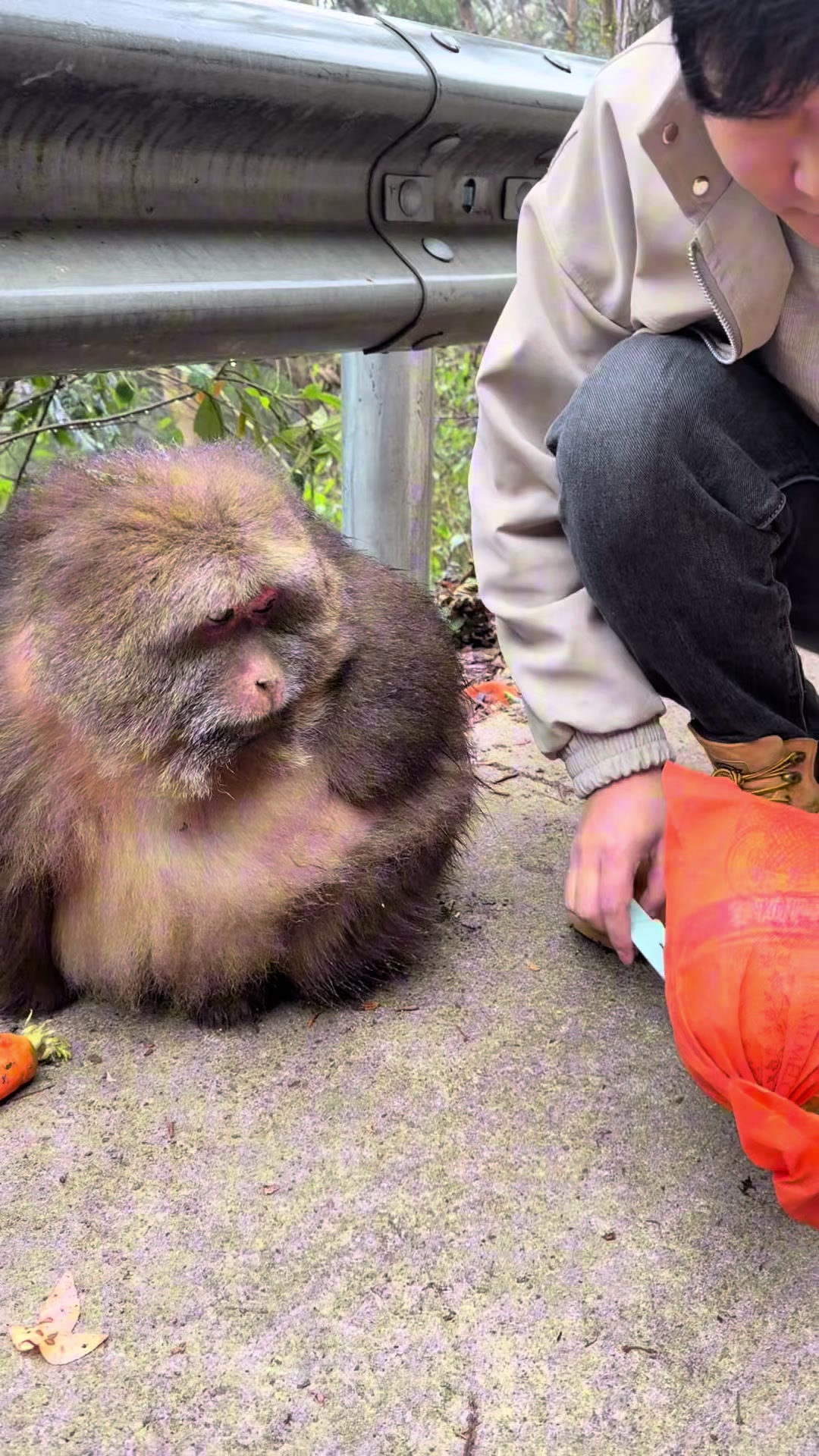 I'm here to feed Xingxing again. #monkey #animal #cute #funny #fyp