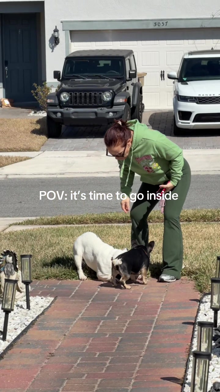 When the dog wants to continue sunbathing 😭 #viral #englishbulldog #frenchie #fyp 