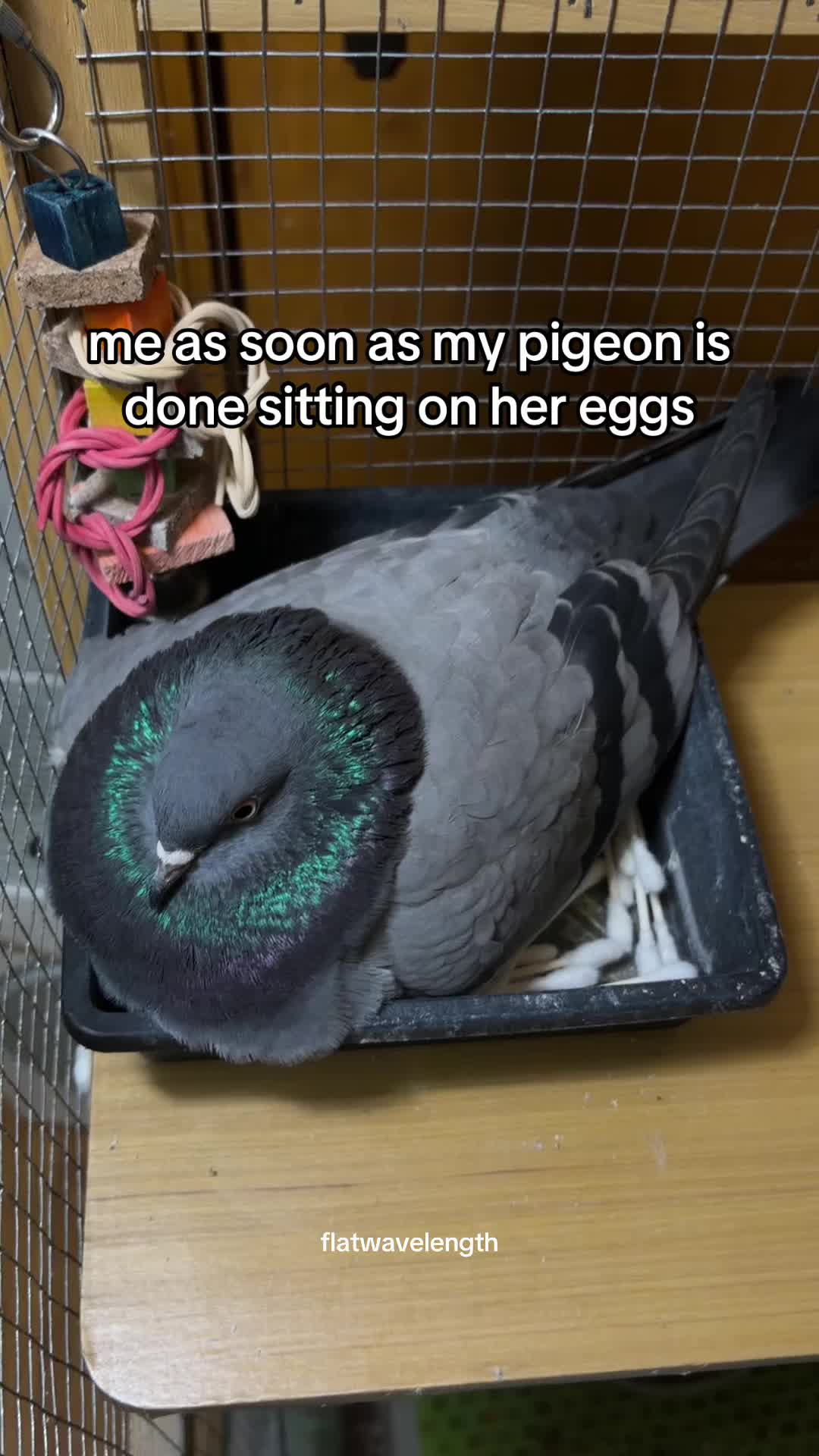 the crows really love me for this one lol  . . . . . #pigeon #petbird #petpigeon #egg #babypigeon 