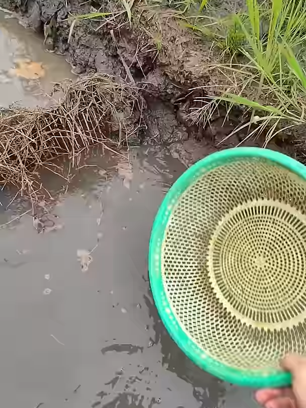 Catch fish in the ditch #FishingLife #Asmr #animalrescue #angler #BassFishing #satisfying #asmr #fish #shorts #tiktok #TroutFishing #foryou #FlyFishing #viral #vira #catfish #fishing #tiktok trending song #SaltwaterFishing #fyp