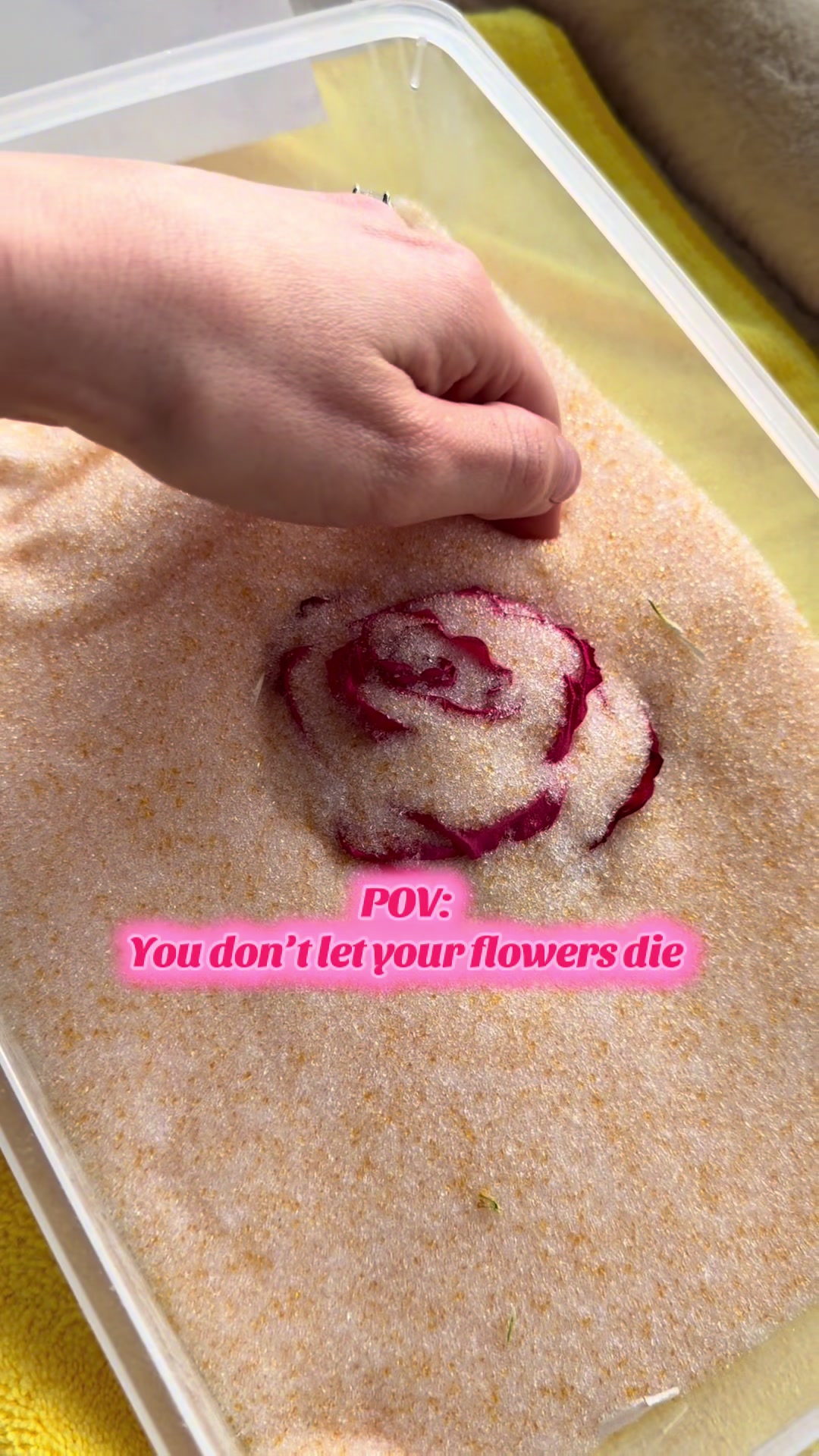 Ever wondered how flowers get preserved so beautifully? 🌹  This rose has been sitting in silica gel, slowly drying while keeping its shape and color. The first step to turning fresh blooms into forever keepsakes ✨  #resin #flowerpreservation #resincrafts #floralart #etsy