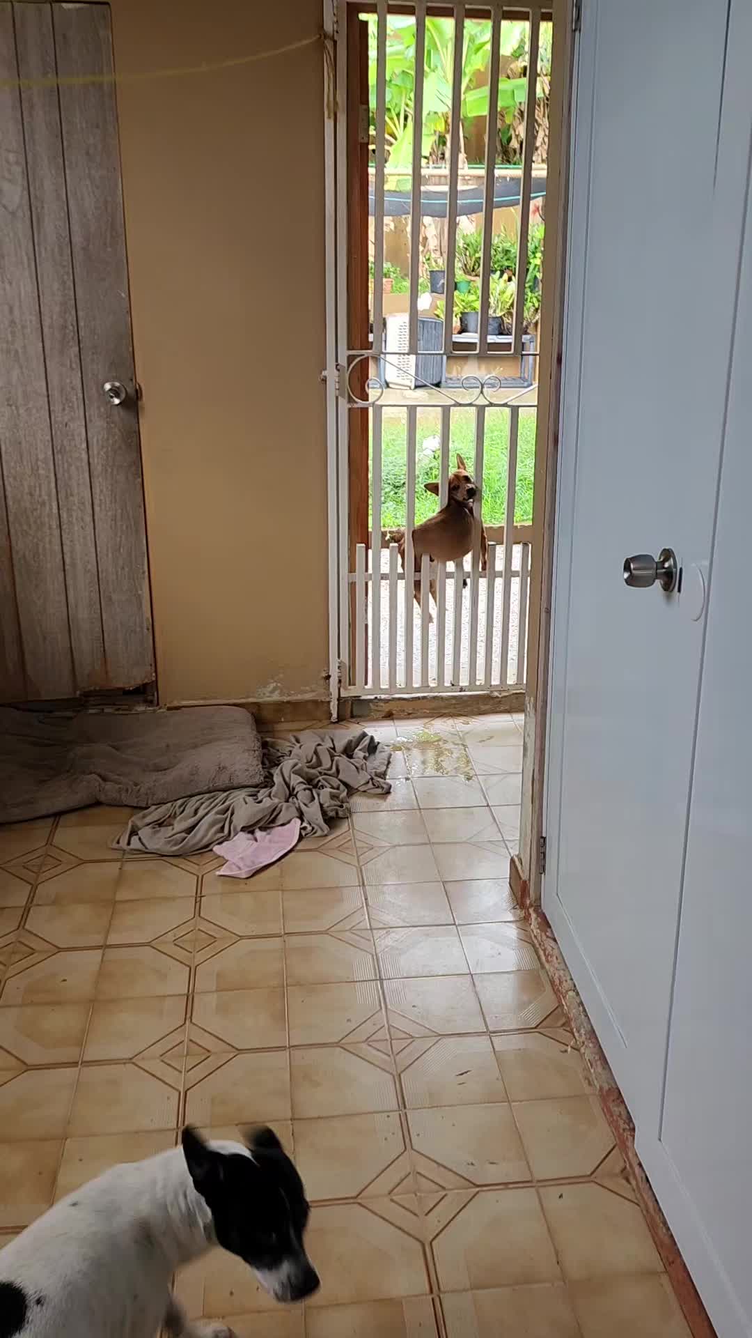 dito coño el quiere pasar por donde no puede 