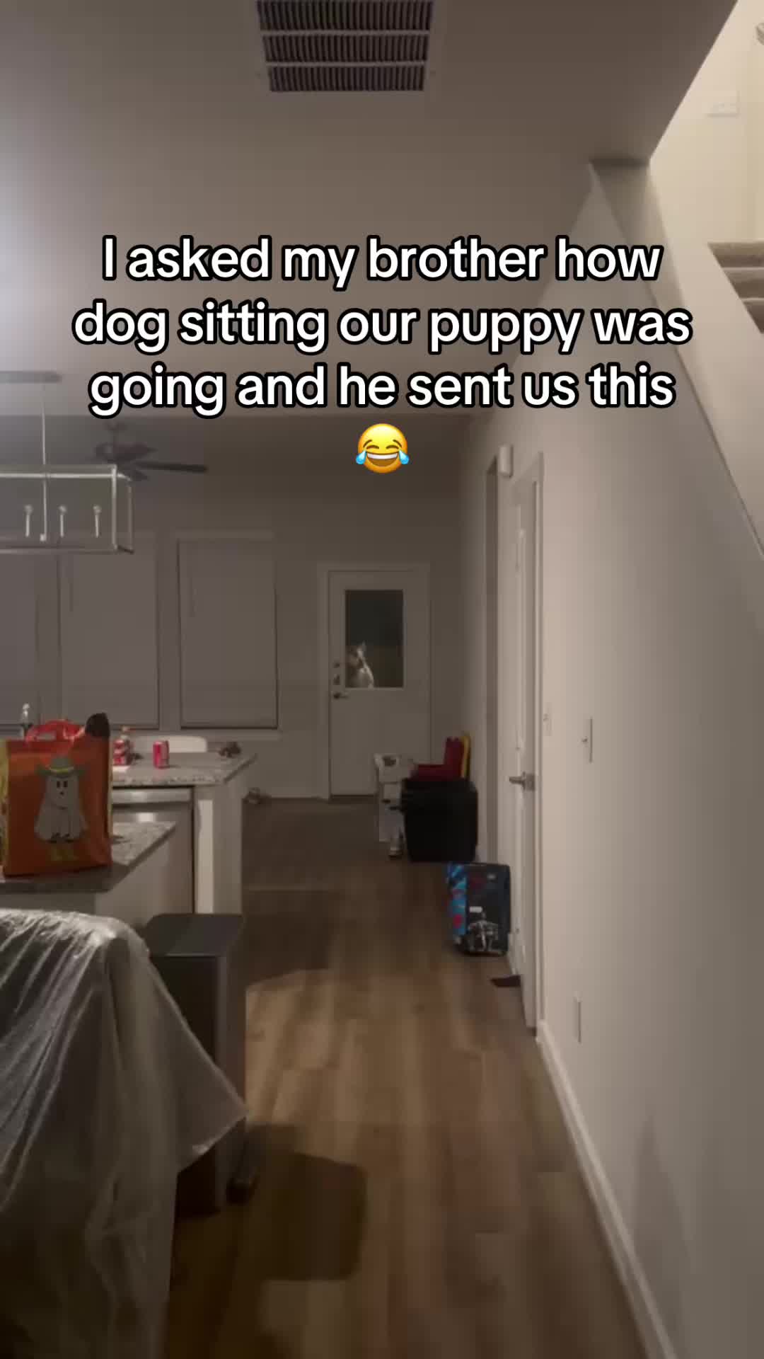 She is a malinois mix and jumps nonstop inside and outside the house. She is not locked out, she knows how to open the door Anyways if anyone has any dog sports recommendations that require jumping please share them in the comments 😂  #dogsoftiktok #malinois #huskies 