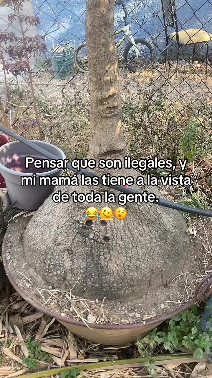 #contenido #viral #v #pata #de #elefante #fyp 