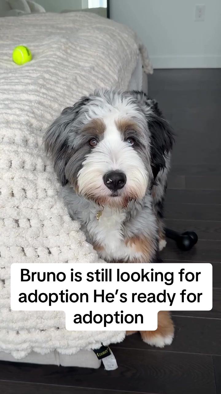 #Bernedoodle #BernedoodleLife #DoodleDogs #FluffyDog #DogTok