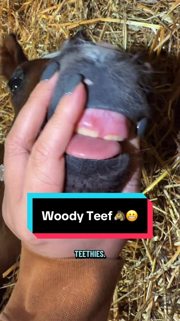 Woody Teef🐴😬