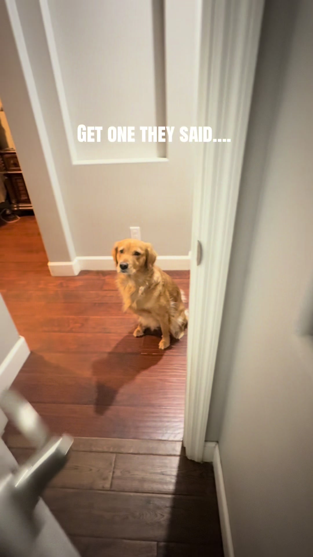 Our most watched video with over 684k views UPDATED to include the ENTIRE crew! #goldenretriever #goldenretrieverlife #fyp #dogsoftiktok #dog 