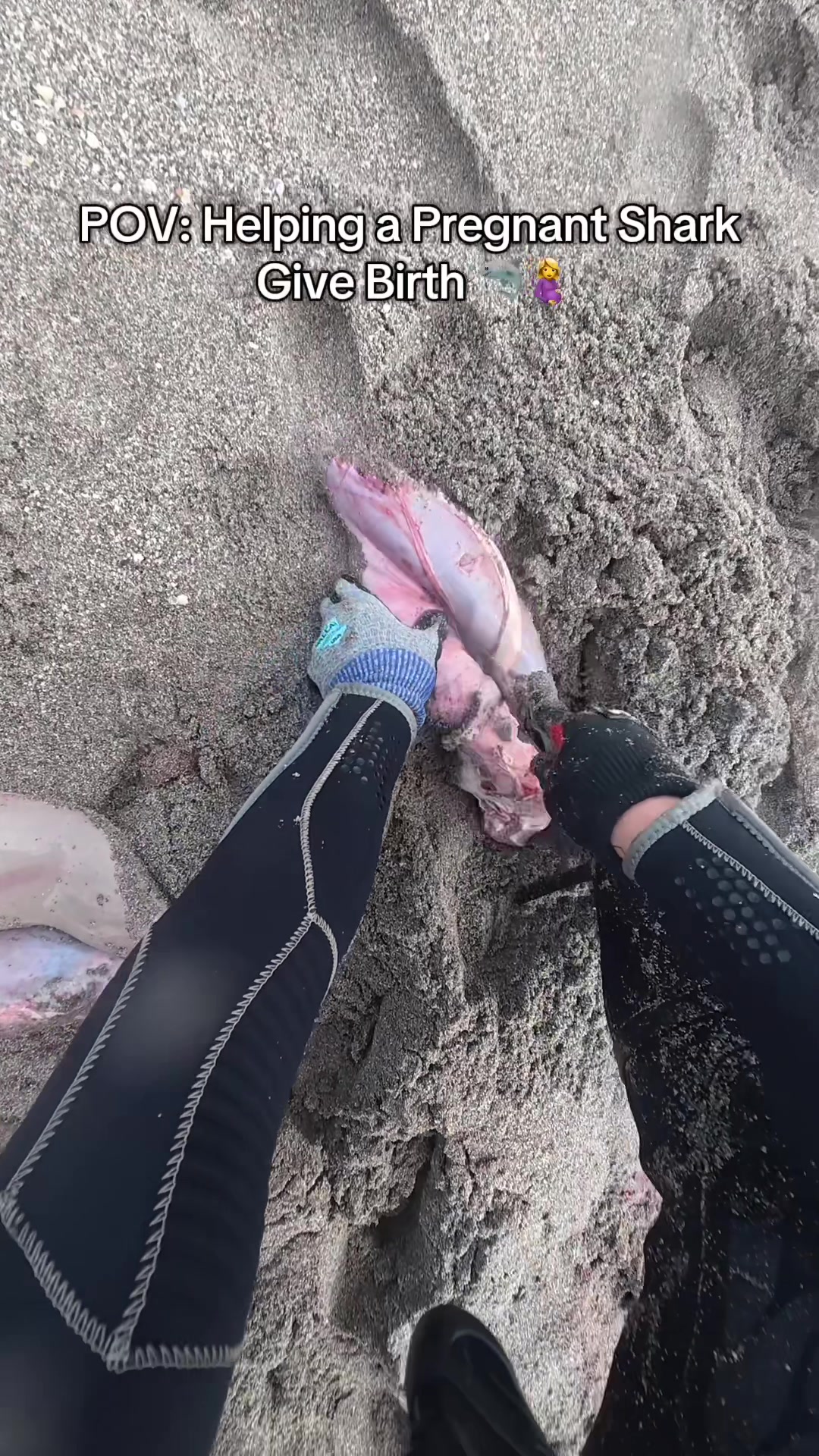 Delivering Shark Babies watch full video uncensored on YT #fishing #spearfishing #shark #marinelife #rescue 