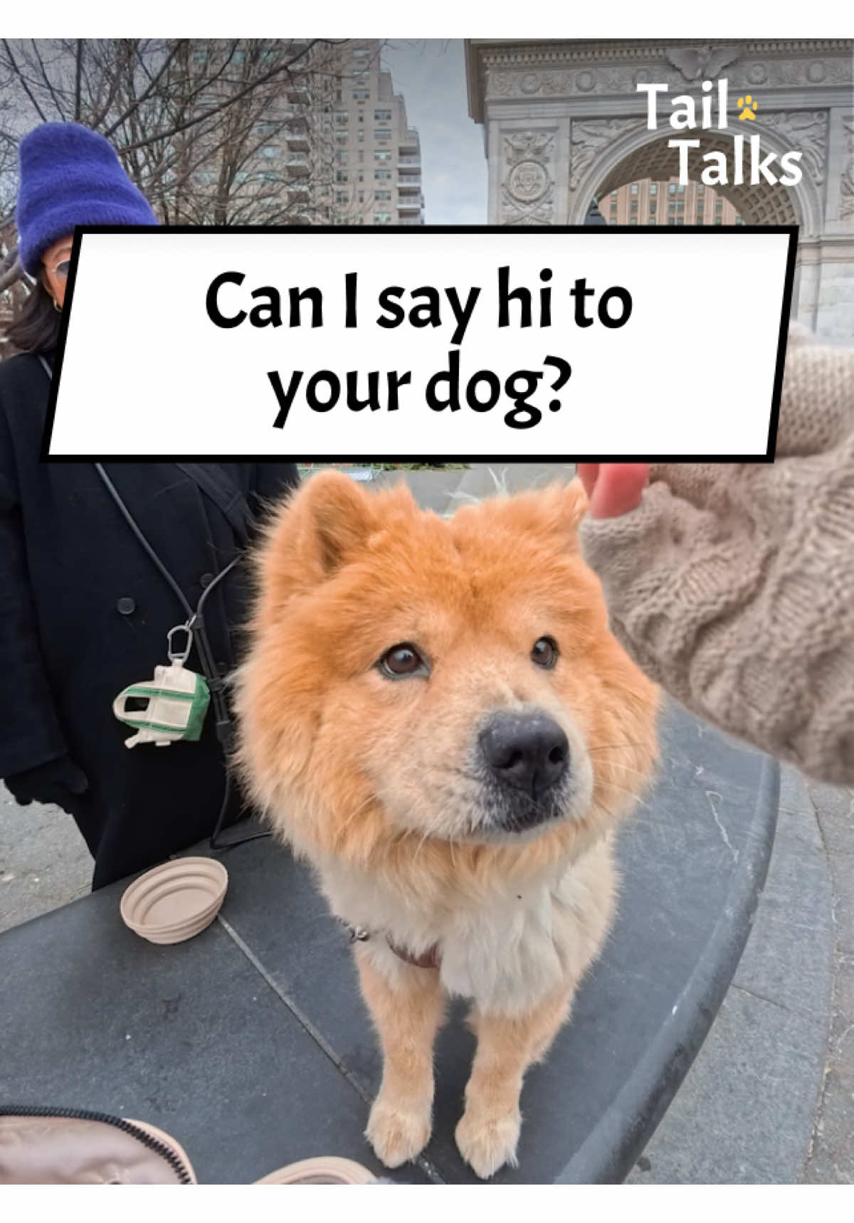 We met a shy and sweet Chow Chow named Lisbon in the park! She was a very good girl who slowly warmed up to us, and she got plenty of treats in exchange! #chow #chowchow #dogs #dogsoftiktok #dogtok 