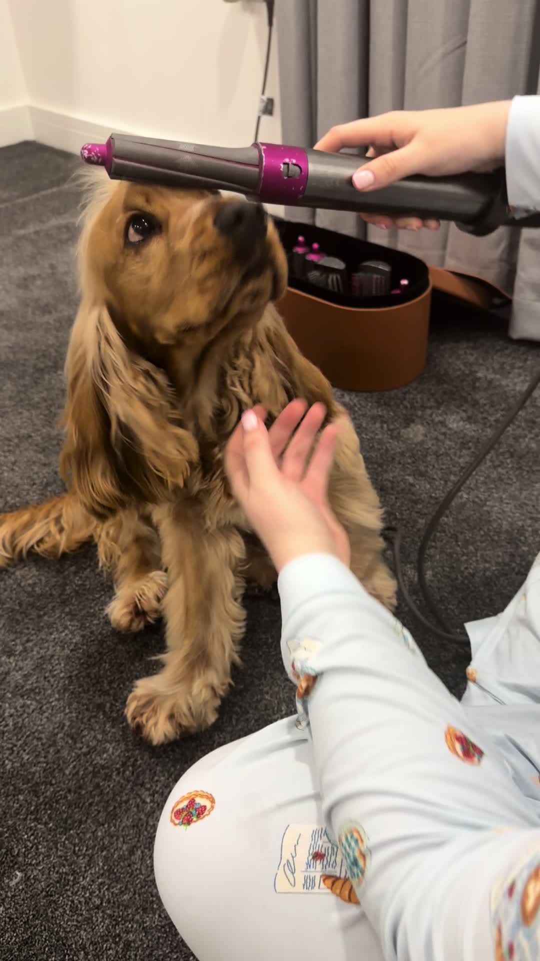 I do love myself a blow dry 🐶 #teddy#fyp#cockerspaniel#puppytok#cockerspanielpuppy
