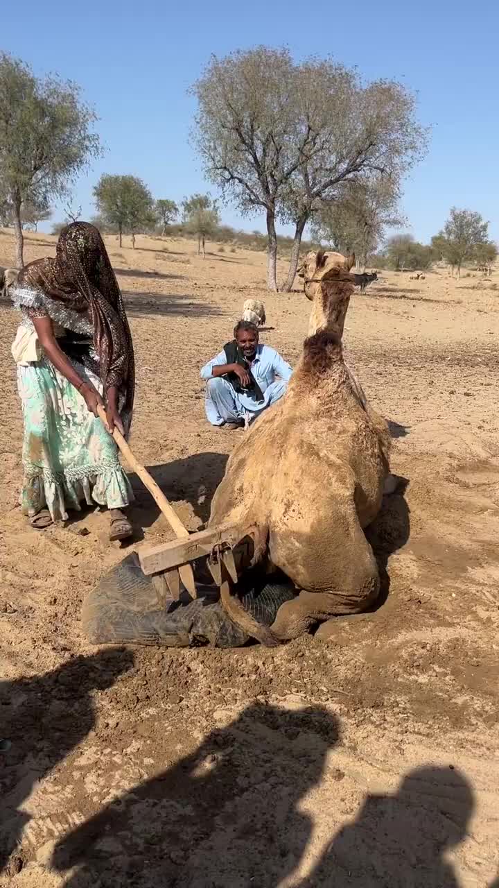 #sareelover #shorts #timelapse #timelapse #