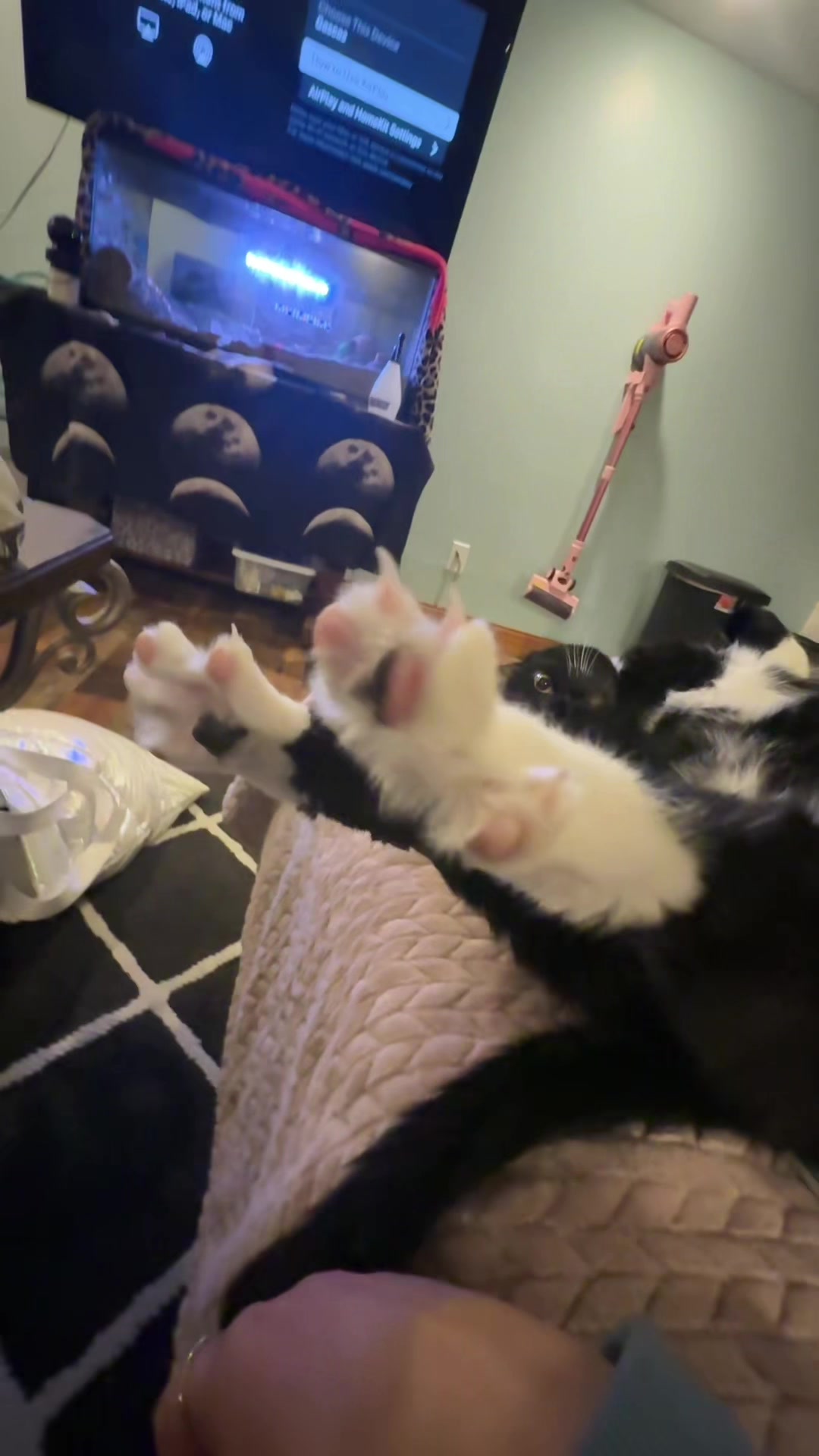 He wanted to show off his toes #cat #fyp #bigstretch 