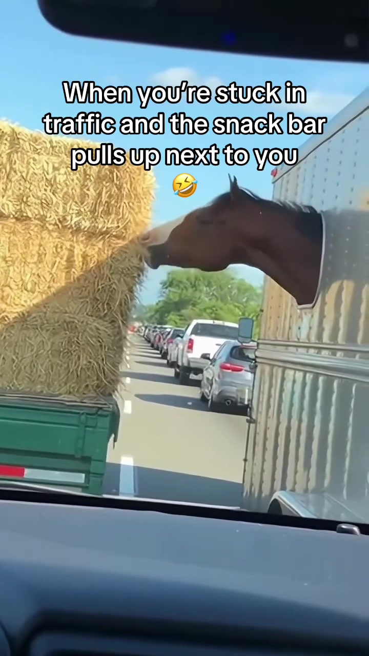 #fyp #viral #trending #foryoupage #horse 