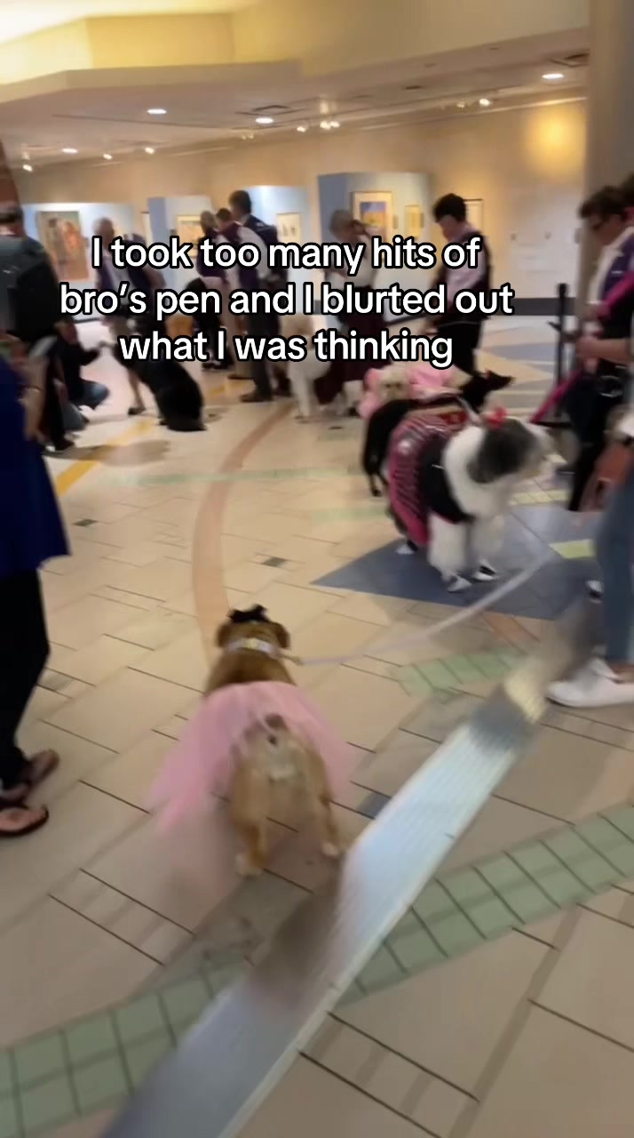 I got too faded off my brother’s pen at the airport I tripped tf out when I saw these dogs straight fitted #airportlife #dogshow #travelmemories #fyp #viral 