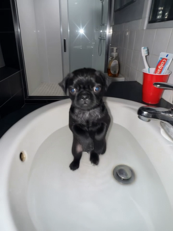 Nugget loving the sink way too much...#dog #cutedog #cute #dance #pet