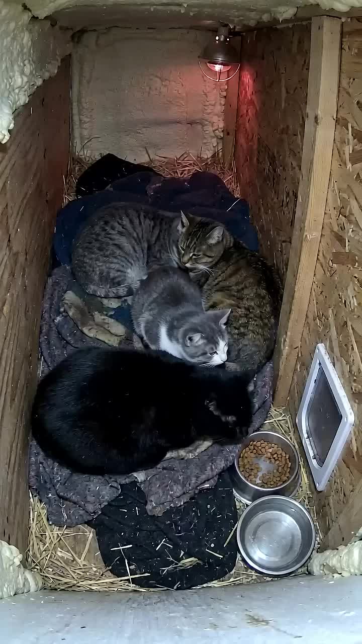 Ложись спать 🐱🌧️ #юмор #прикол #животные #кусь #кот #тренды #Прикол #добро