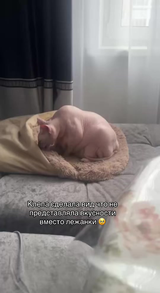TikTok video