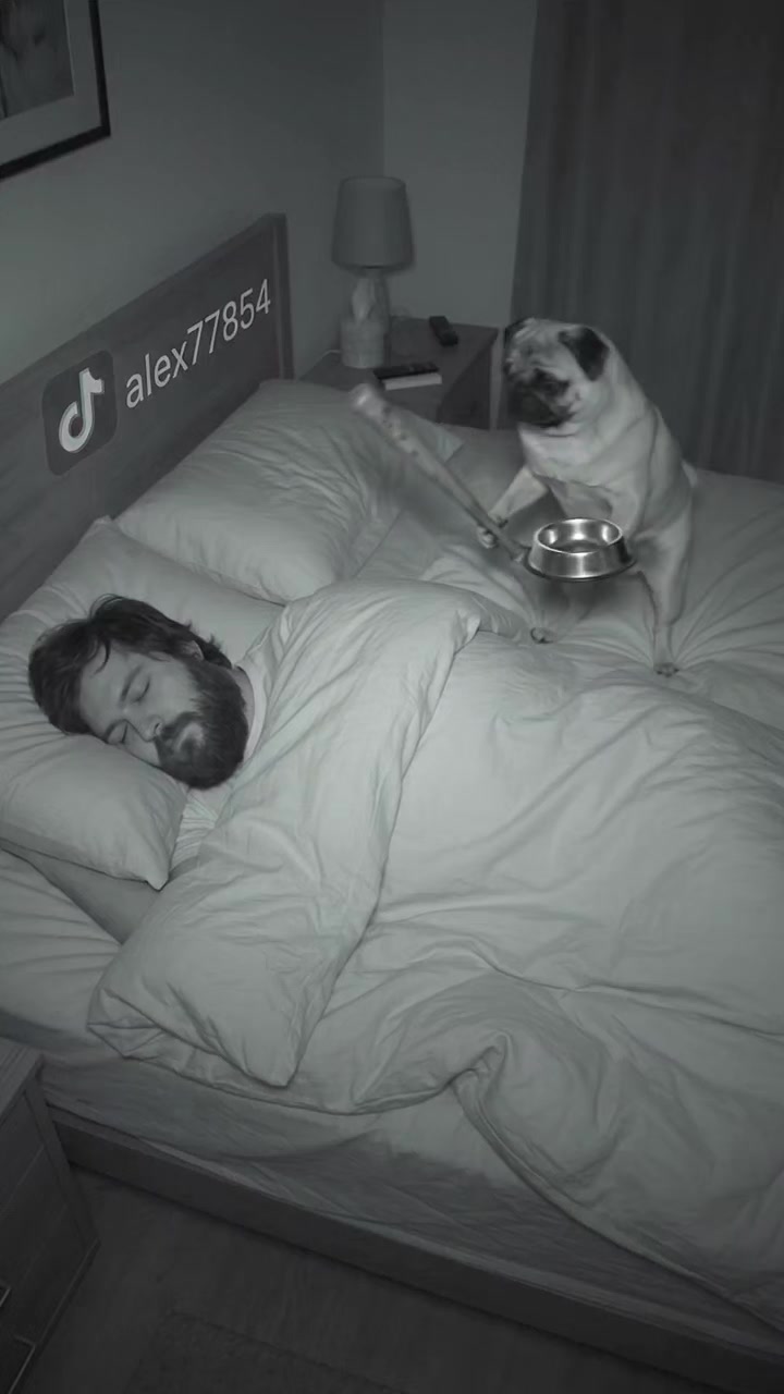 funny pug meme #funny #мопс #pug #music #comedia 