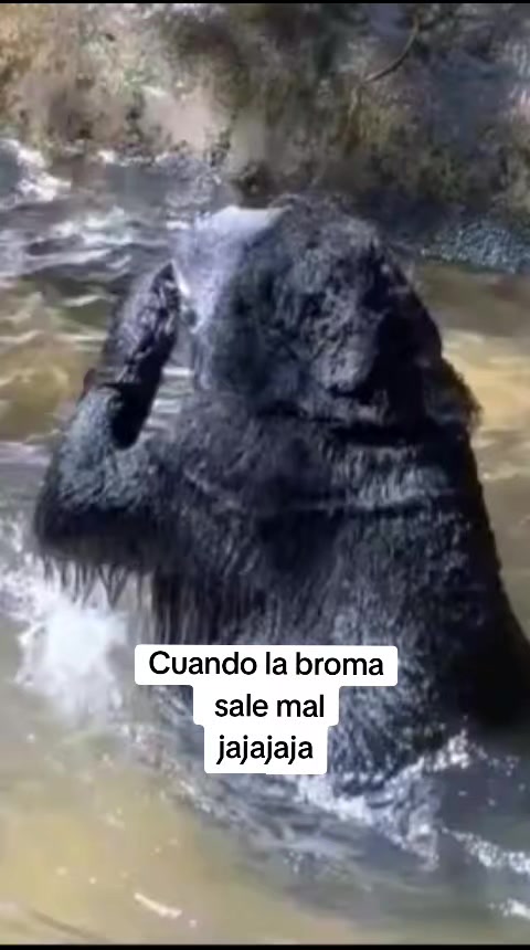 jajajja de armas tomar jajajaj #bromaSaleMal #golpe