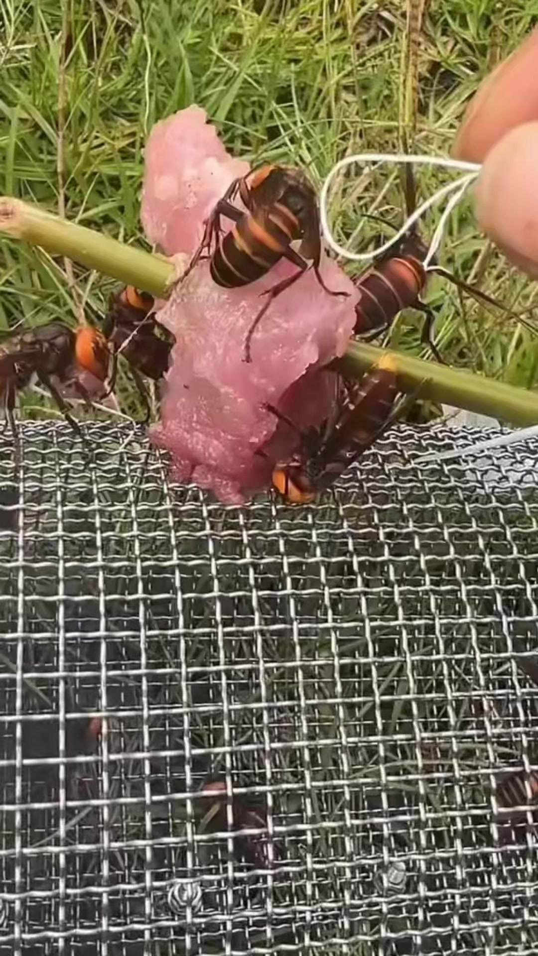Bắt ong cả tổ