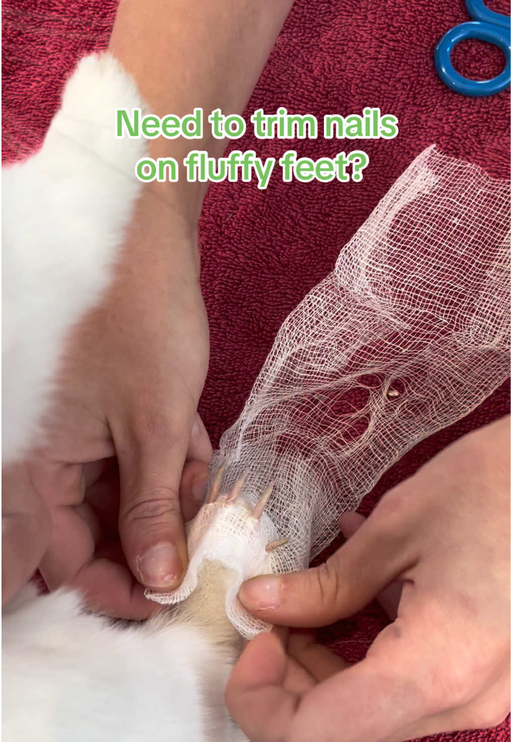 Here’s a handy trick to cutting nails on fluffy feet, like this rabbit #midcoastvets #petnails #vetnurse #vet #vetmedlife 