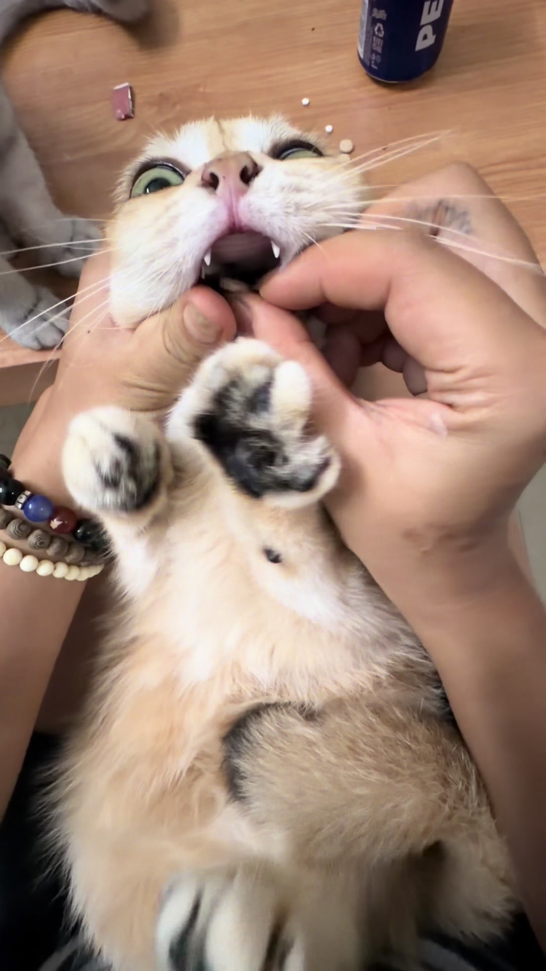 "Nuốt đi mạy, nhả ra tao quýnh nha!" Tiếng lòng của mọi con sen khi cho mèo uống thuốc 🤣🤣