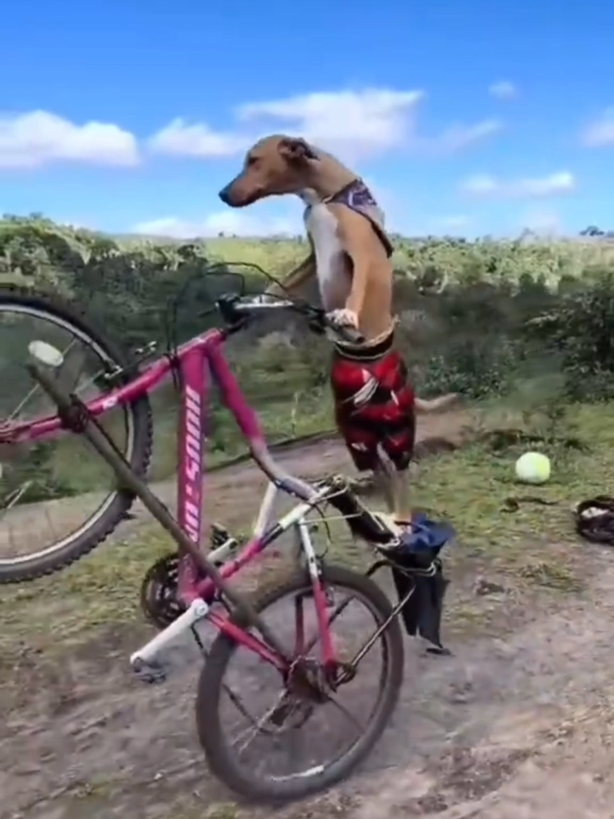#viralvideo #fyp #viral  #animalsfunny #memestiktok 