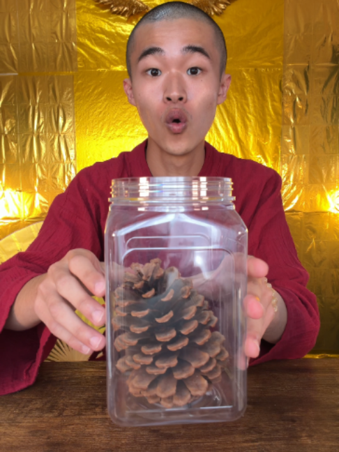 SHRINKING PINE CONE